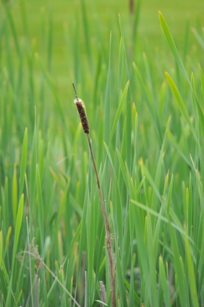 Cattail in Wetland